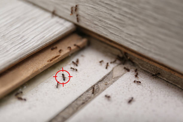 Best Flea Control Services  in Fifth Ward, LA