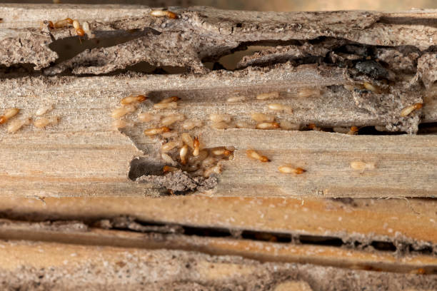 Wasp Removal Services in Fifth Ward, LA